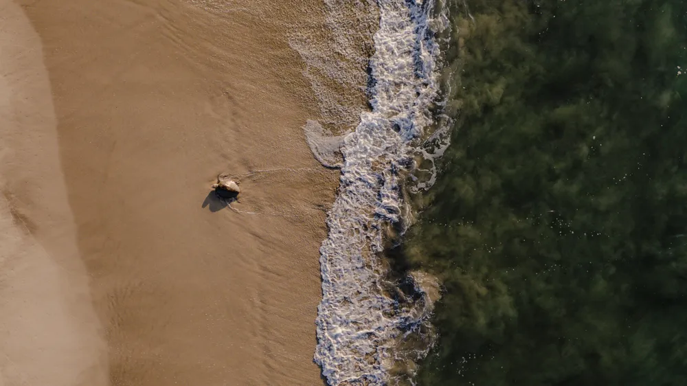 "Guardians of the Wild": Daisy Johnson’s Tribute to Mexico’s Ecosystems at Blue Water Film Festival