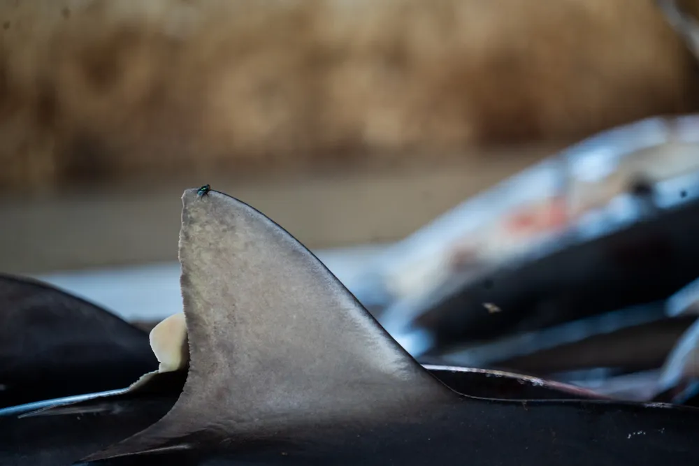 Navigating the Gray: Lexi Addison’s "The Last Fin" at Blue Water Film Festival